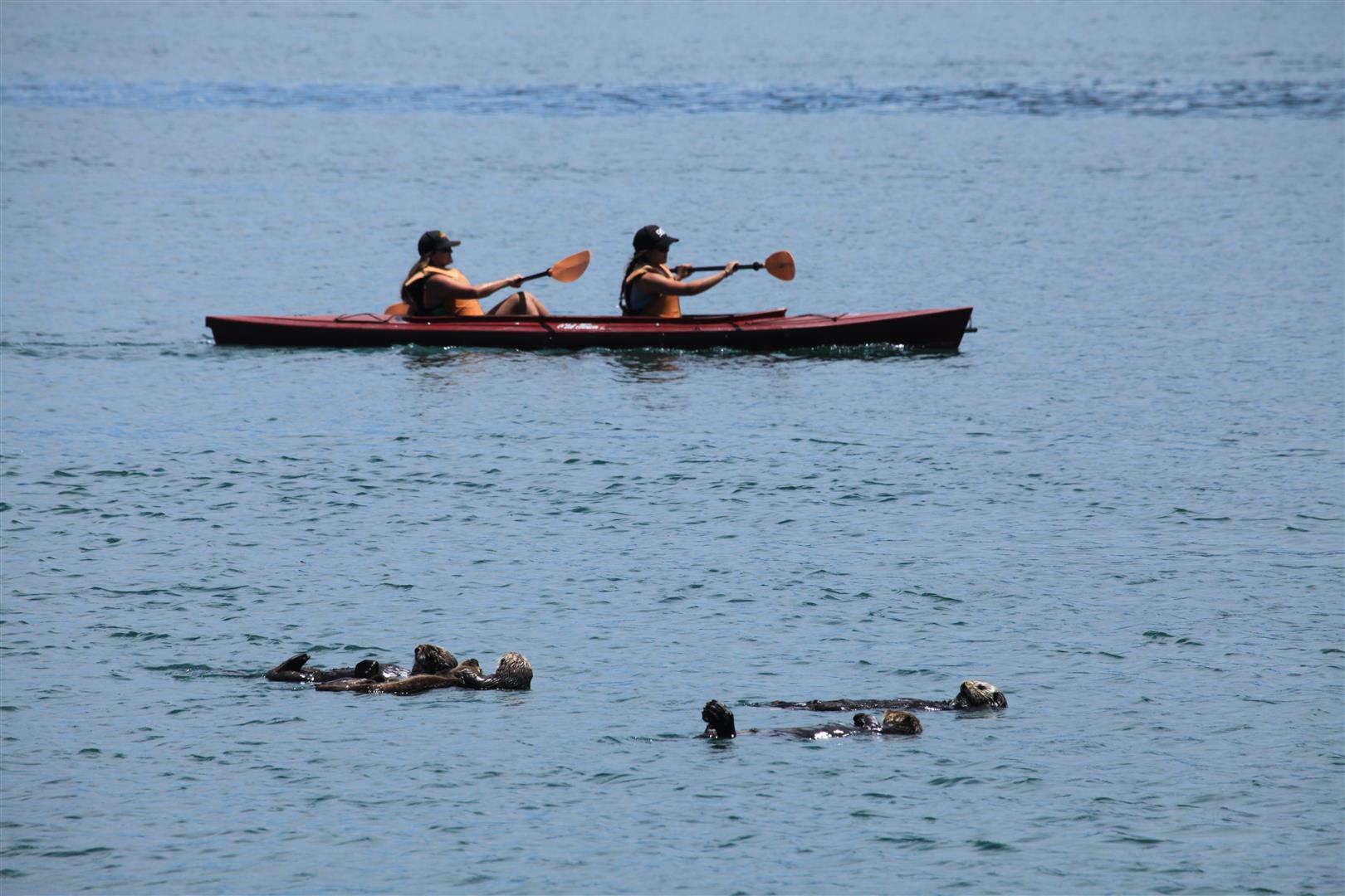 קיאקים במפרץ מורו. צילום: עינב ברזני
